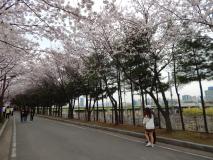 Гулять - наслаждаться цветением вишни