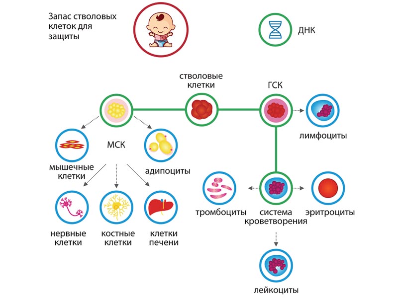 Запас стволовых клеток для защиты